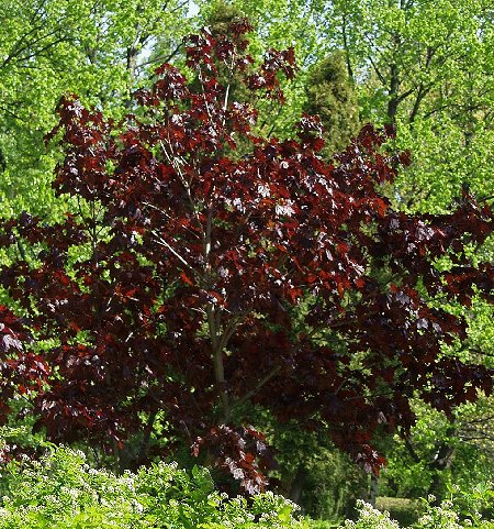 Acer platanoides 'Schwedleri'